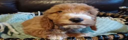 Cockapoo dogs for sale: Cockapoo puppies for sale - Advert 17