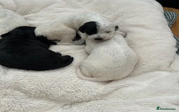 Mixed Breed dogs for sale: Rare Dalmadoodles - Image 18