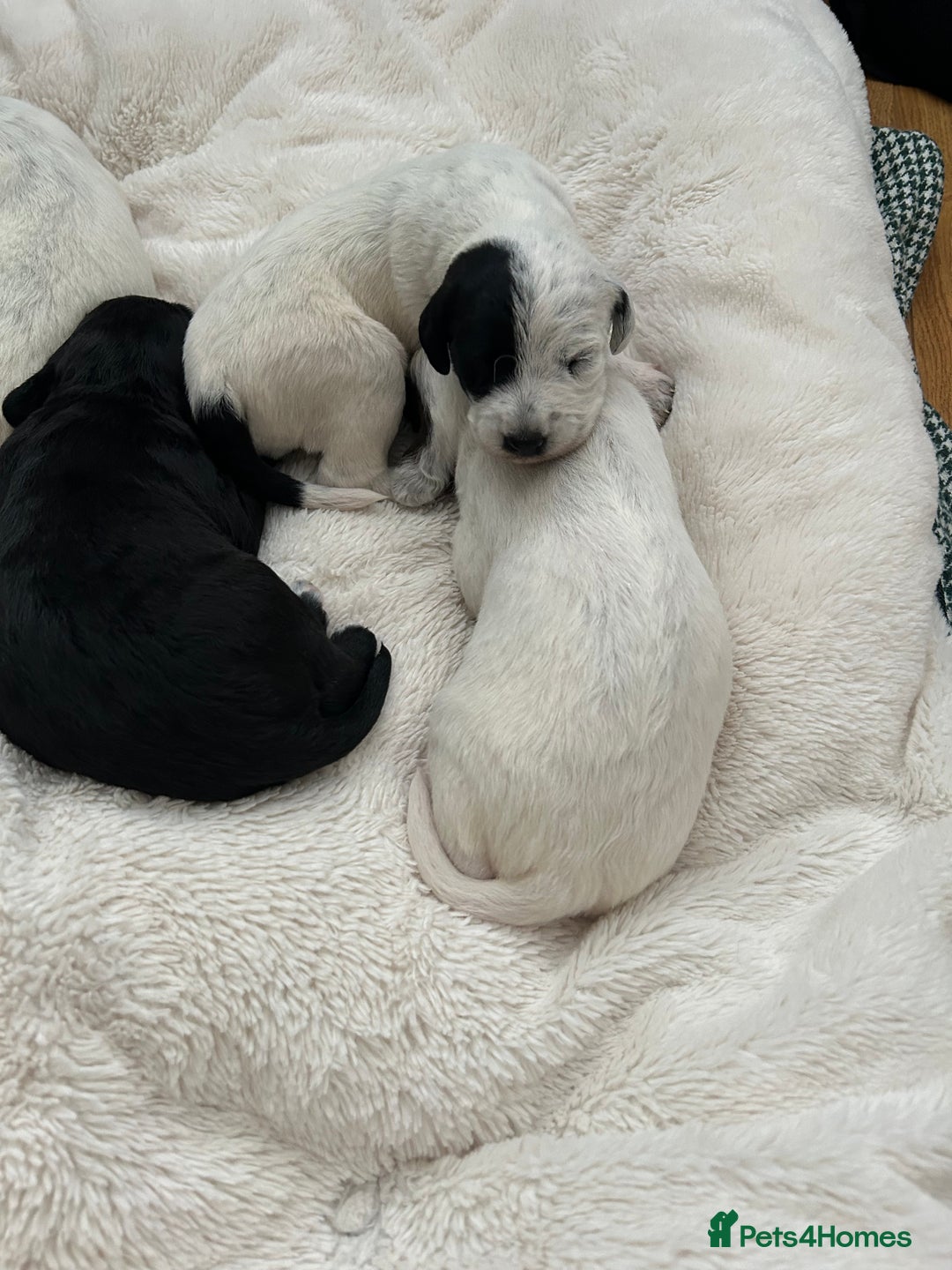 Mixed Breed dogs for sale: Rare Dalmadoodles - Image 18