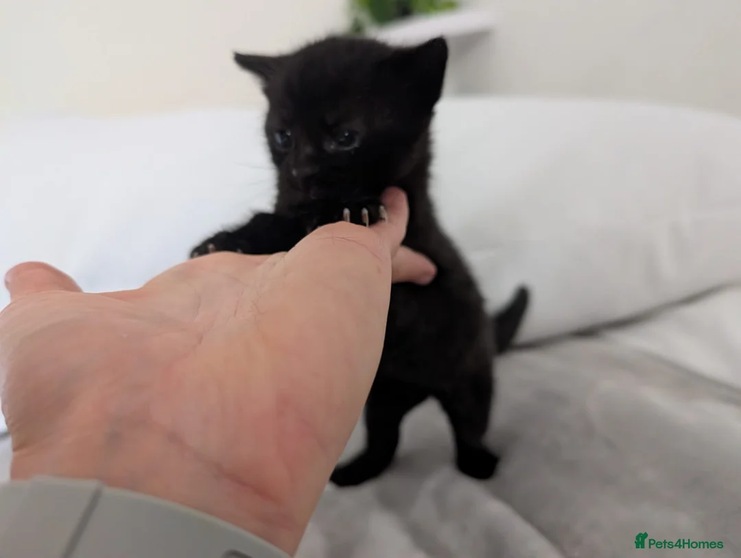Mixed Breed cats for sale: 1 ginger male 1 black female  in Addlestone - Advert 6