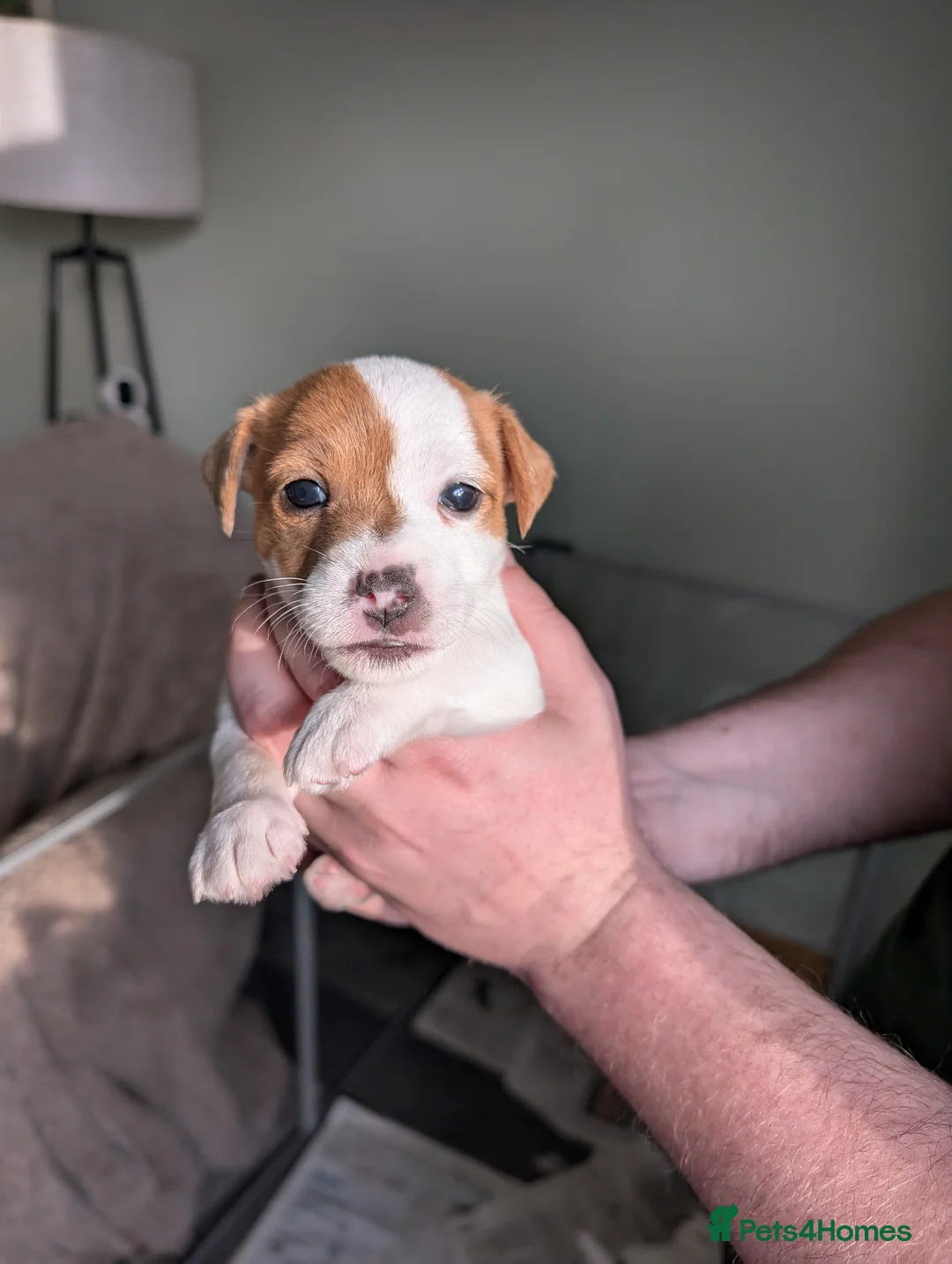 Jack Russell dogs for sale: Jack Russell puppies  - Advert 1