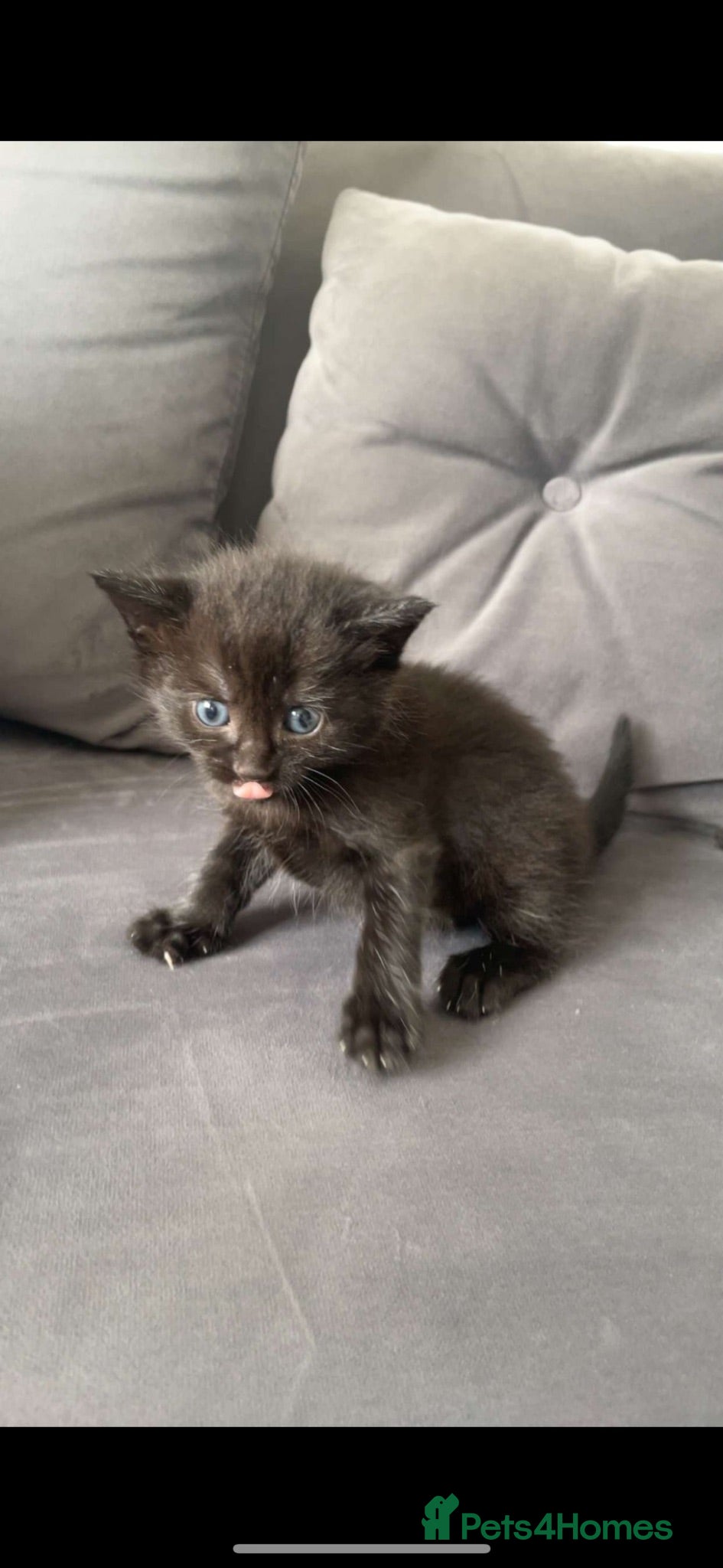 Bengal cats Black beautiful kitten  - Advert 1