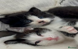 Domestic Shorthair cats for sale: Beautiful 5 tuxedo kittens available for new home. - Image 3