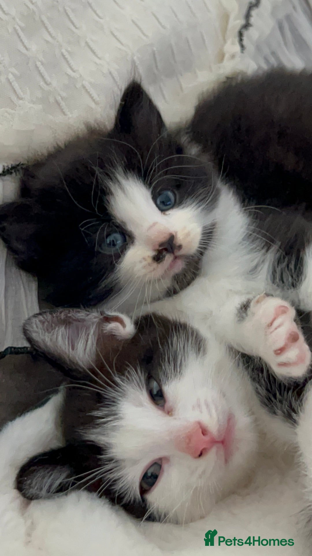 Domestic Shorthair cats for sale: Beautiful 5 tuxedo kittens available for new home. - Image 3
