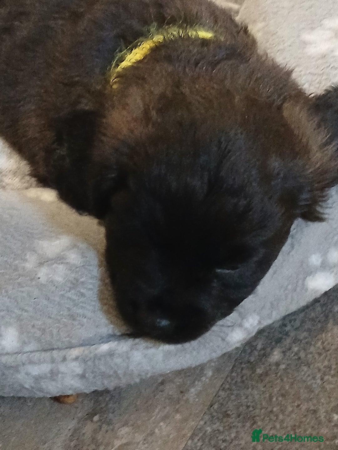 Mixed Breed dogs for sale: 2 pups left  - Advert 13