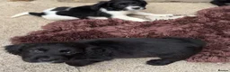 Cocker Spaniel dogs for sale: Cocker spaniel puppies in Bishop Auckland - Advert 6