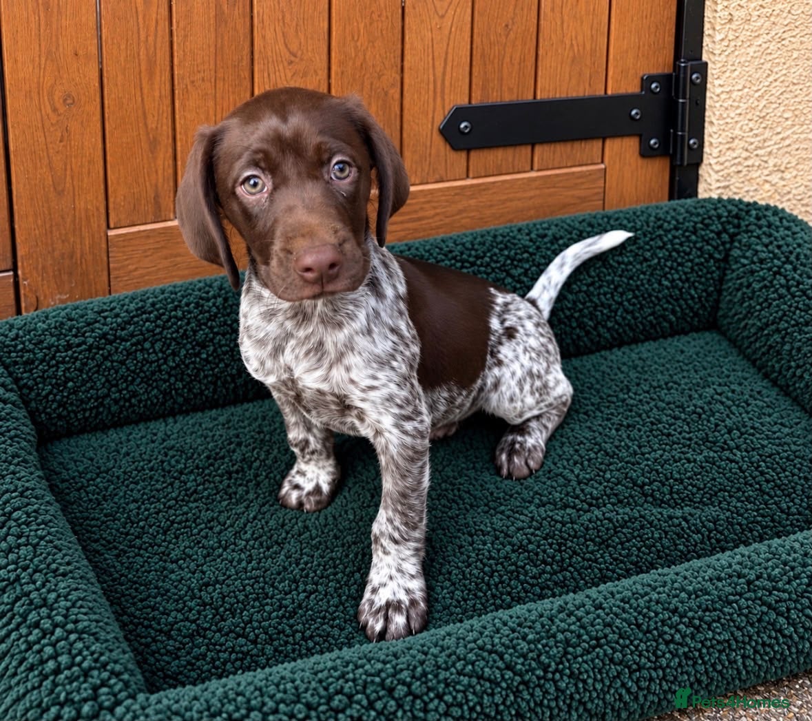 German Shorthaired Pointer dogs Exceptional KC GSP Puppies  - Advert 2