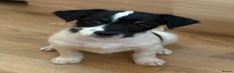 Jack Russell dogs for sale: Traditional short-legged Jack Russell puppy’s. - Advert 3