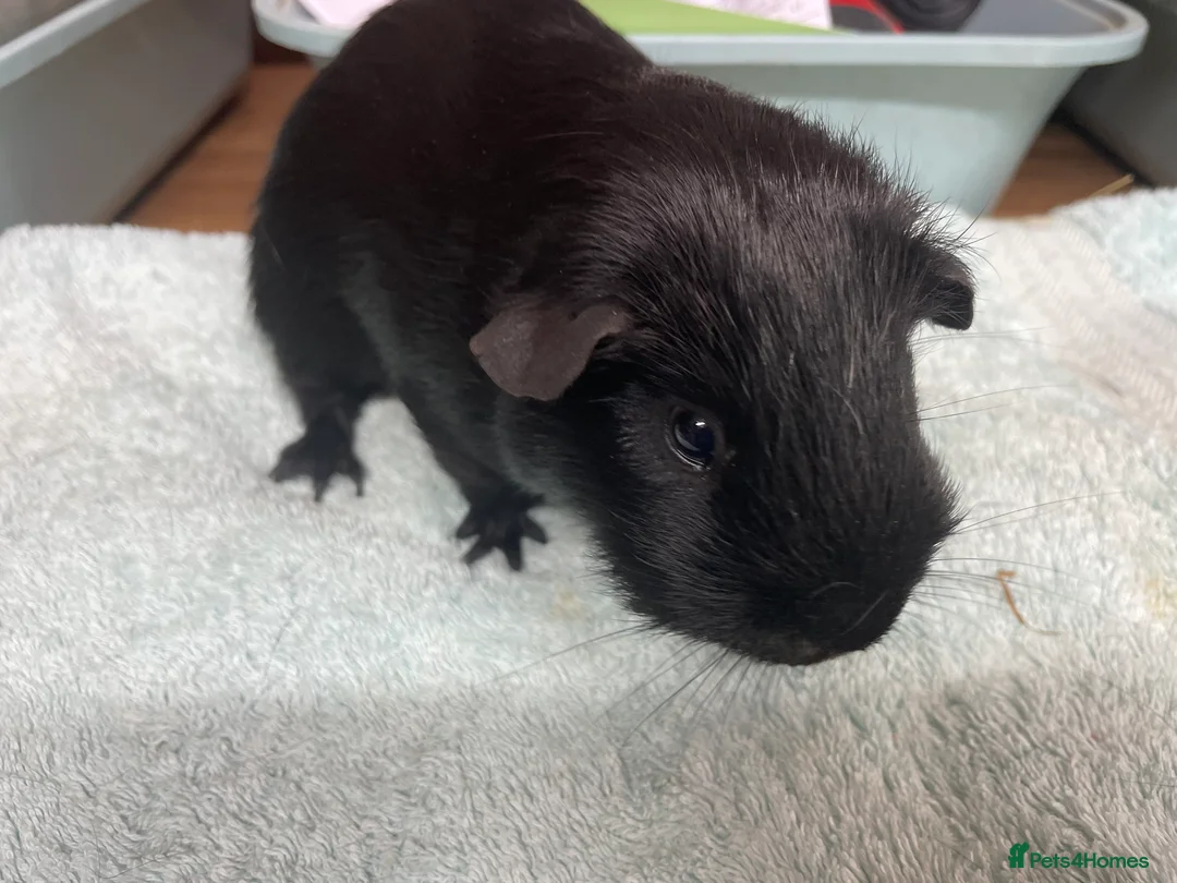 Guinea Pig rodents for sale: Two Beautiful Boys - Advert 4