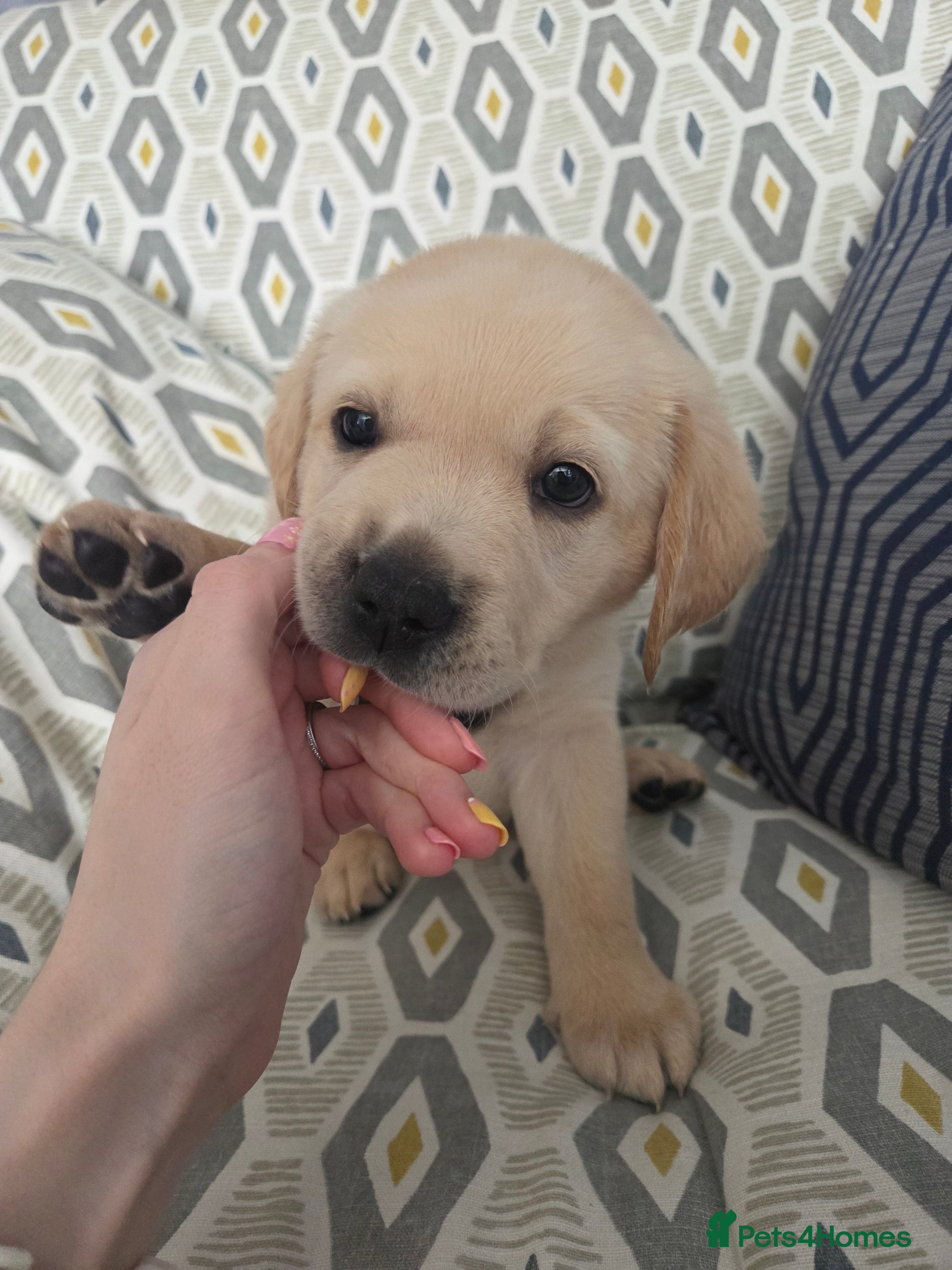 Goldador dogs Goldador Puppies – Show & Working Lines - Advert 1