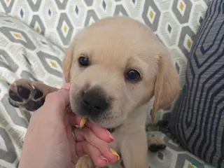 Goldador dogs Goldador Puppies – Show & Working Lines - Advert 2