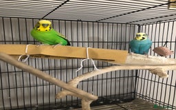 Budgerigars birds for sale: Two best friend male budgies, 2 and 1 year old. - Image 4