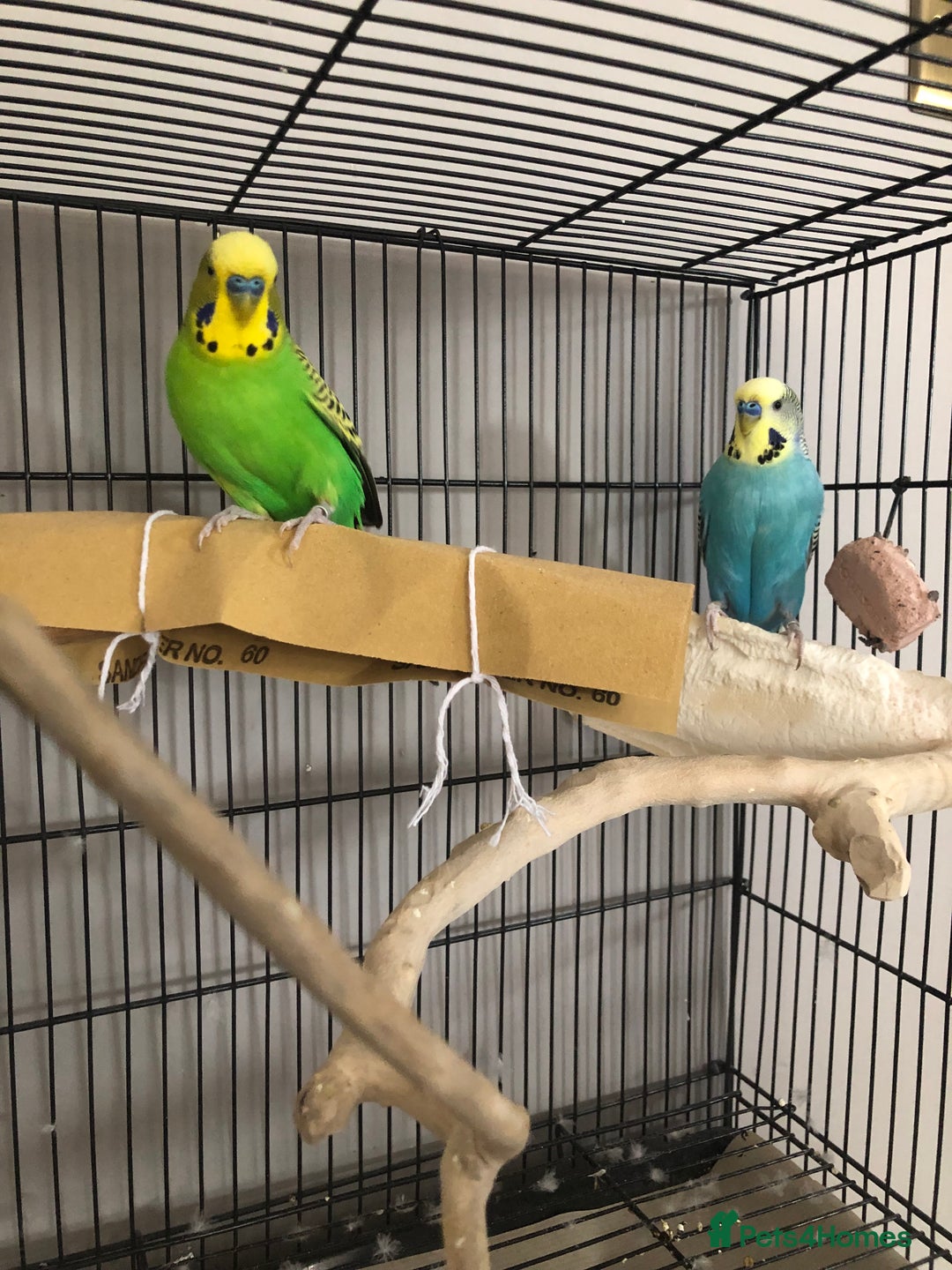 Budgerigars birds for sale: Two best friend male budgies, 2 and 1 year old. - Image 4