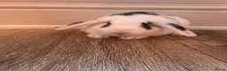 Mini Lion Lop rabbits for sale: 3 mini lion lops ready to go  - Advert 4