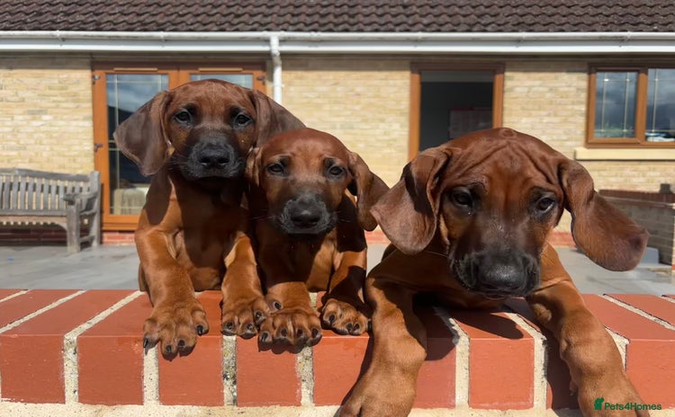 Rhodesian Ridgeback dogs in ELY - Advert 1