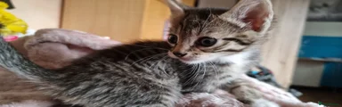 Mixed Breed Kitten 2