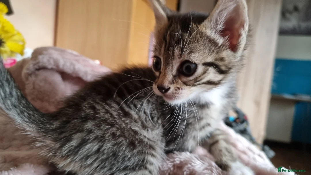 Mixed Breed cats for sale: Bengal mother. Father tabby with maincoon kittens  in Sanquhar - Advert 5