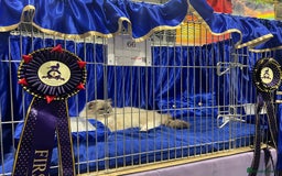 Ragdoll cats for stud: G.Champion✅GCCF/TICA Reg✅FIV/FELV/DNA✅Ragdoll stud in London - Image 2