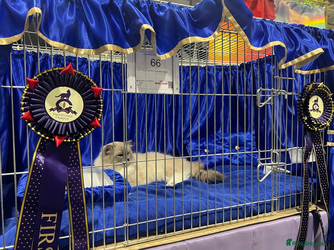 Ragdoll cats for stud: G.Champion✅GCCF/TICA Reg✅FIV/FELV/DNA✅Ragdoll stud in London - Image 2