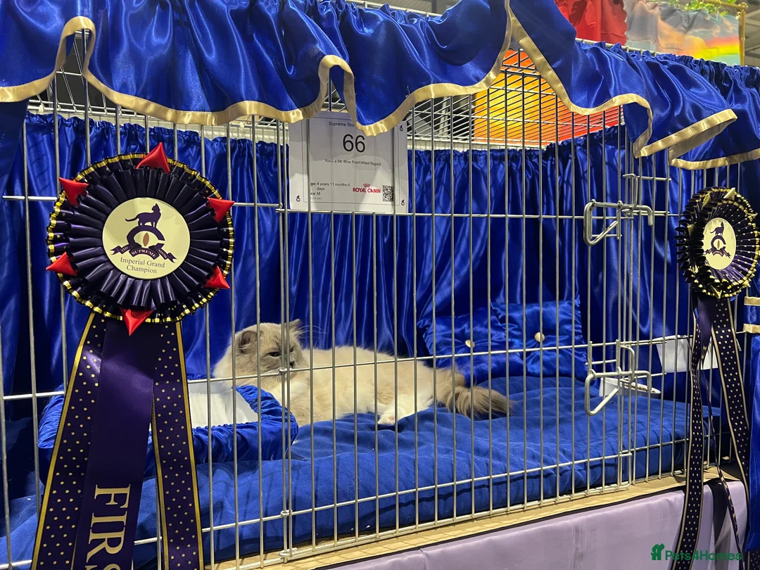 Ragdoll cats for stud: G.Champion✅GCCF/TICA Reg✅FIV/FELV/DNA✅Ragdoll stud in London - Advert 2