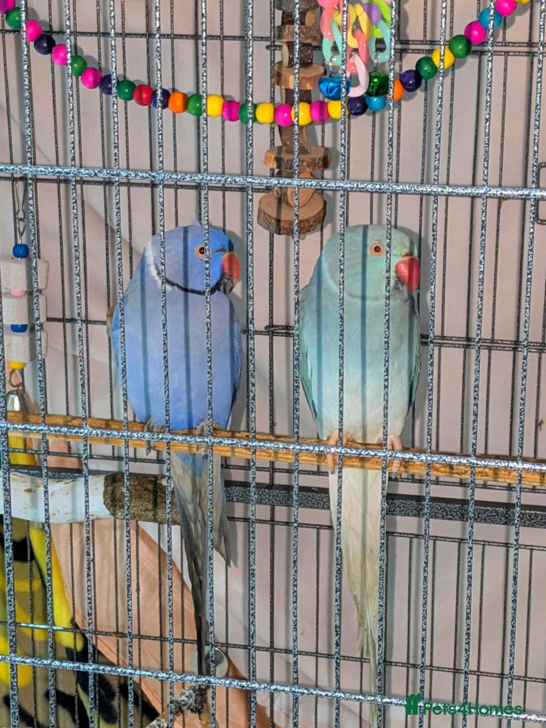 Ringnecks birds for sale: Breeding pair of violet and blue + CAGE - Advert 5