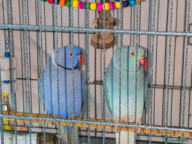 Ringnecks birds for sale: Breeding pair of violet and blue + CAGE - Advert 5