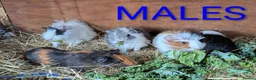 Guinea Pig rodents for sale: Beautiful Baby Guinea Pigs - Males  - Advert 12