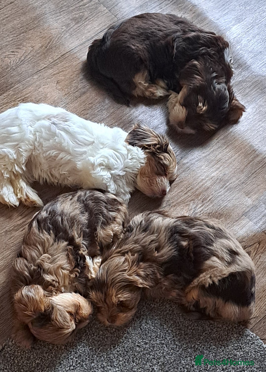 Yorkshire Terrier dogs for sale: 1 Boy & 3 Girls with Unique Coats - Advert 8