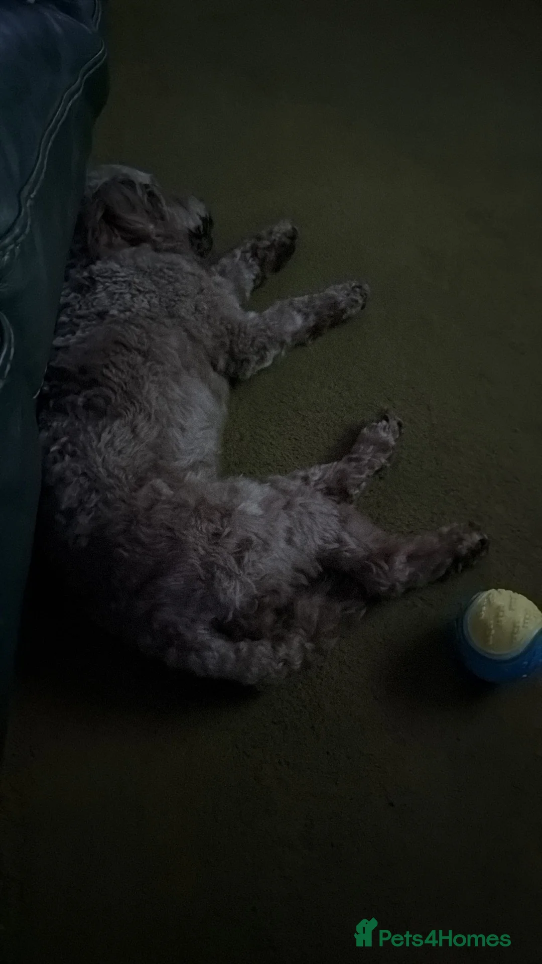 Cockapoo dogs for stud: Wanted cockapoo stud in Stockton-on-Tees - Advert 3