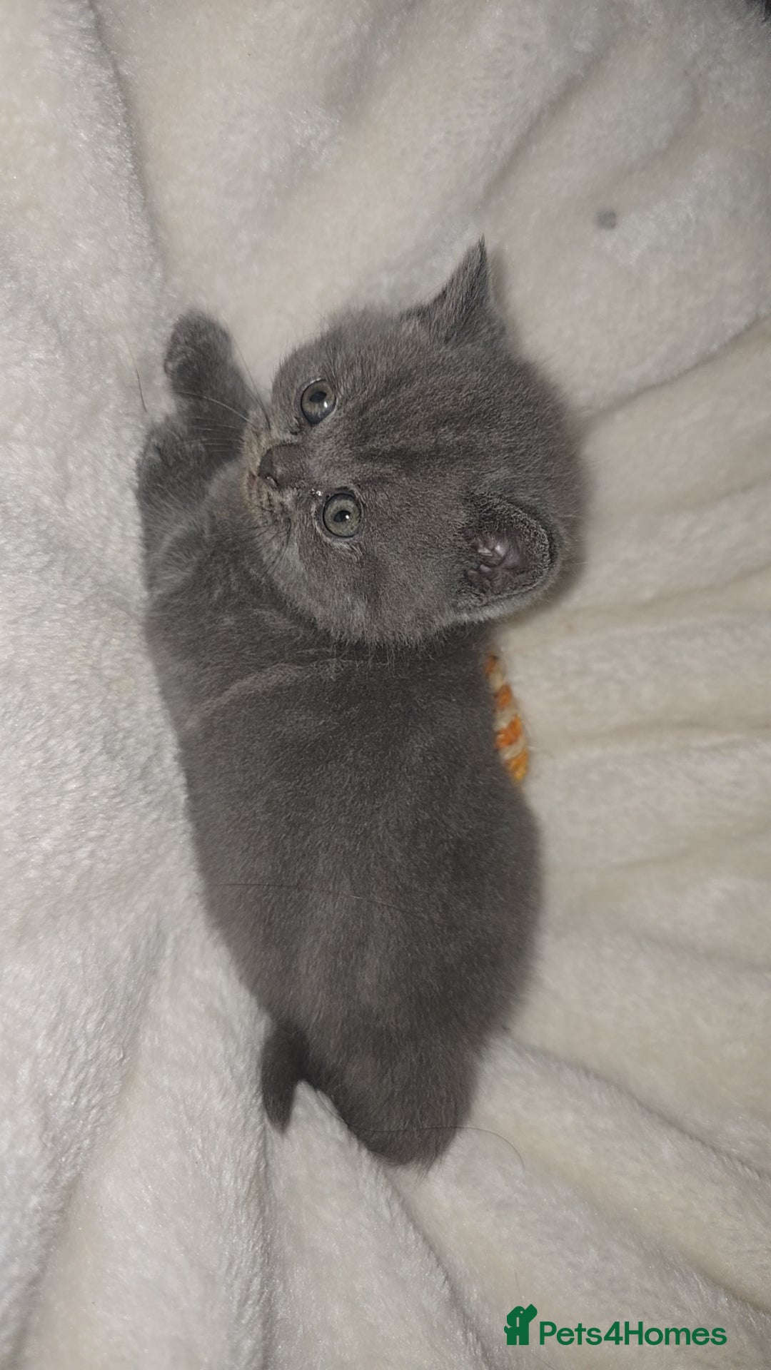 British Shorthair cats for sale: First Litter British Shorthair Pedigree Breed Blue - Image 21
