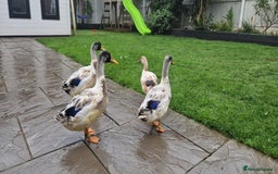 Ducks poultry for sale: Welsh Harelequin  - Image 2