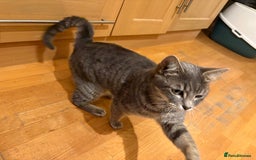 Mixed Breed cats for sale: Half Bengal Half Tabby Sivler Grey 2 yr Female  - Image 4