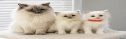 Ragdoll cats for sale: Pure ragdoll kittens  - Advert 3