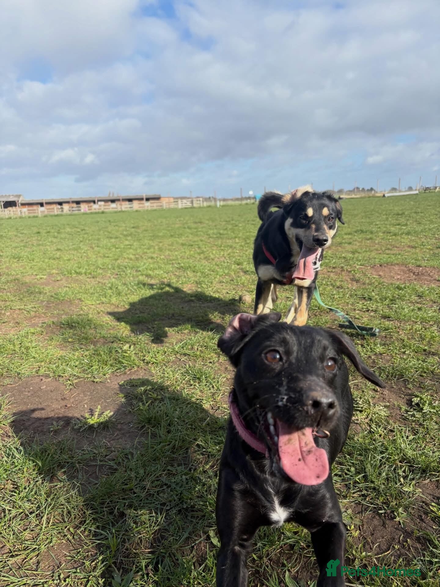 Mixed Breed dogs Borador  - Advert 1