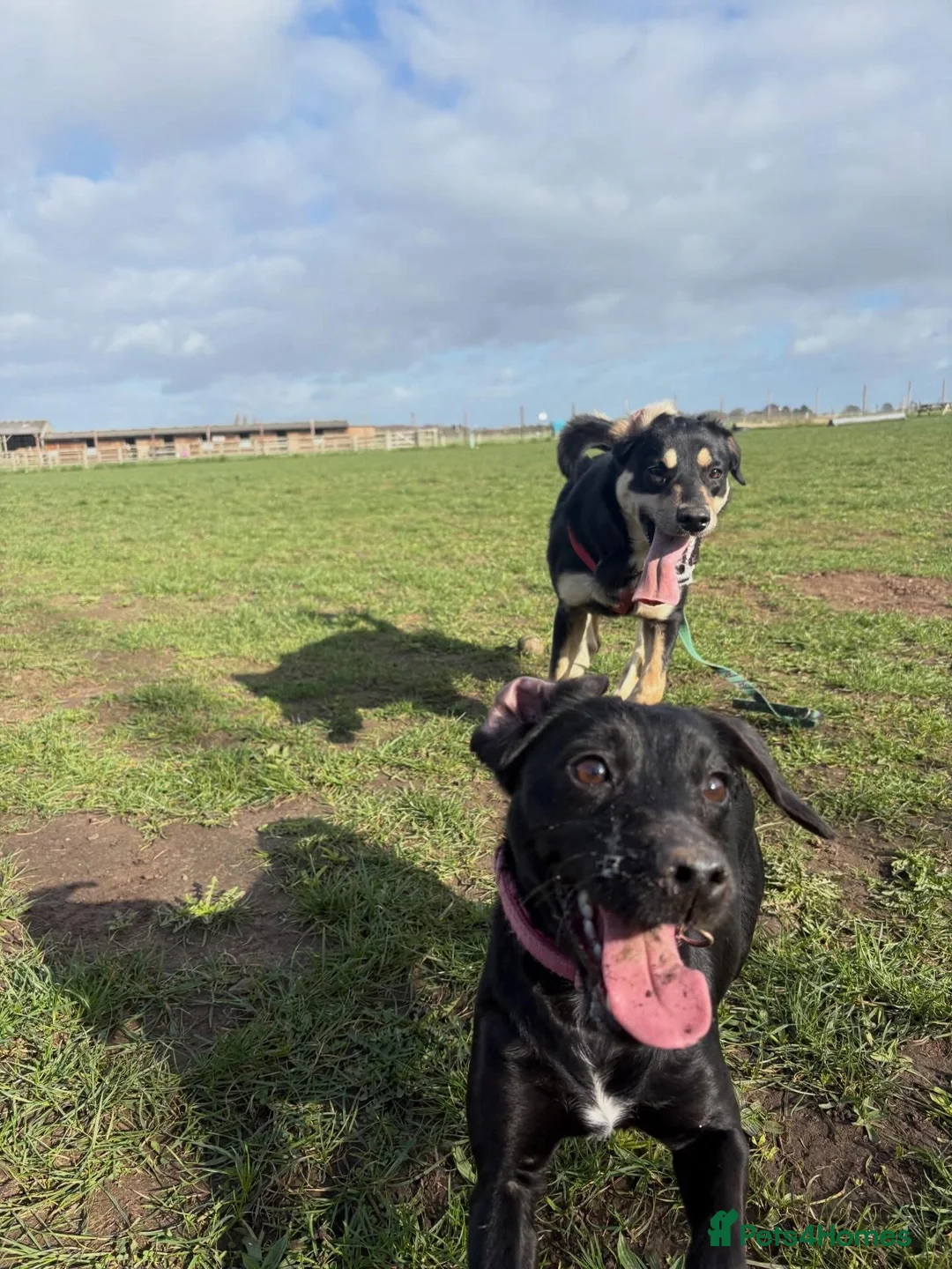 Mixed Breed dogs for sale: Borador  in York - Advert 1