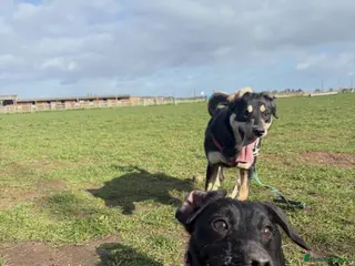 Mixed Breed dogs Borador - Advert 1