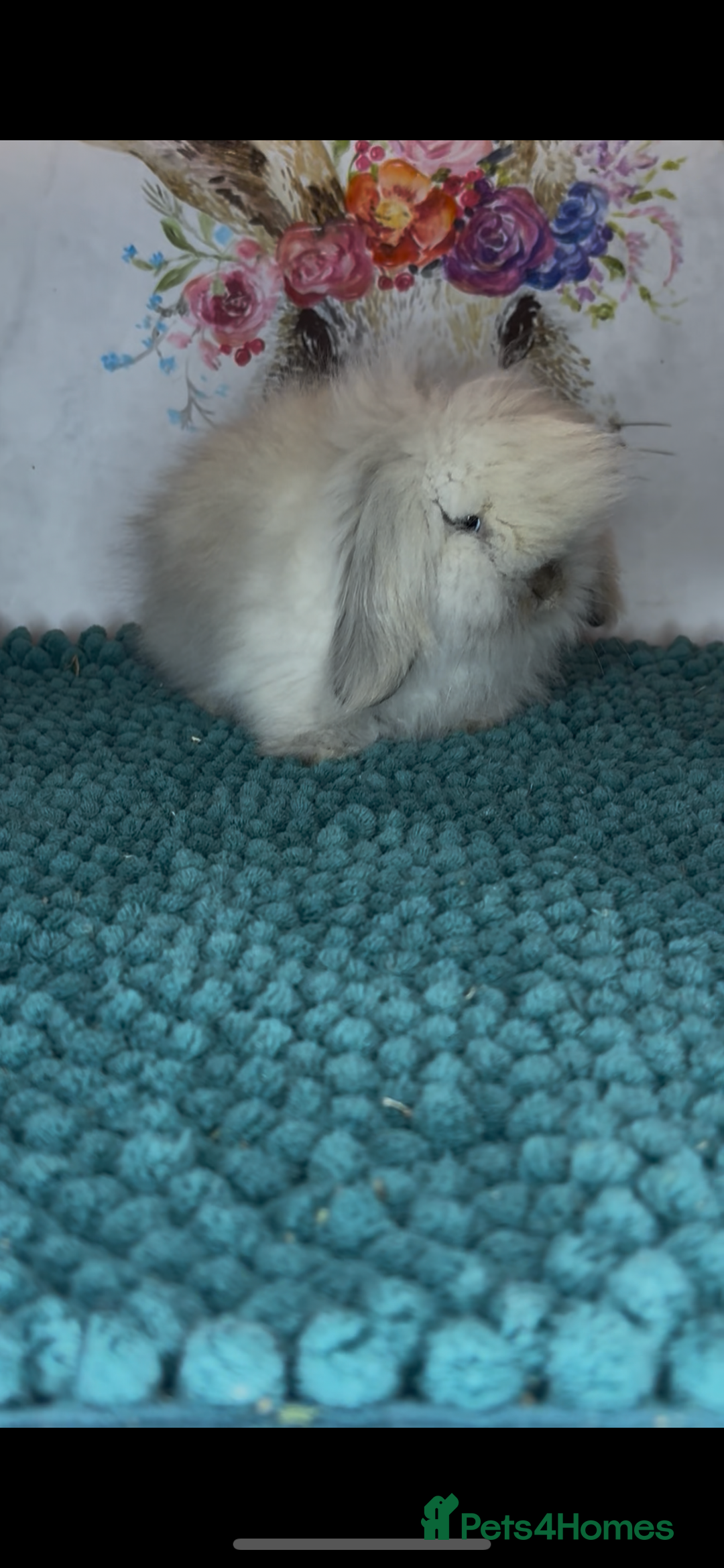 Mini Lion Lop rabbits for sale: Gorgeous fluffy mini lion lop baby bunnies - Image 7