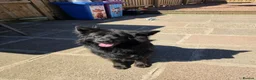 German Shepherd dogs for sale: Beautiful long haired german shepherd for sale - Advert 4