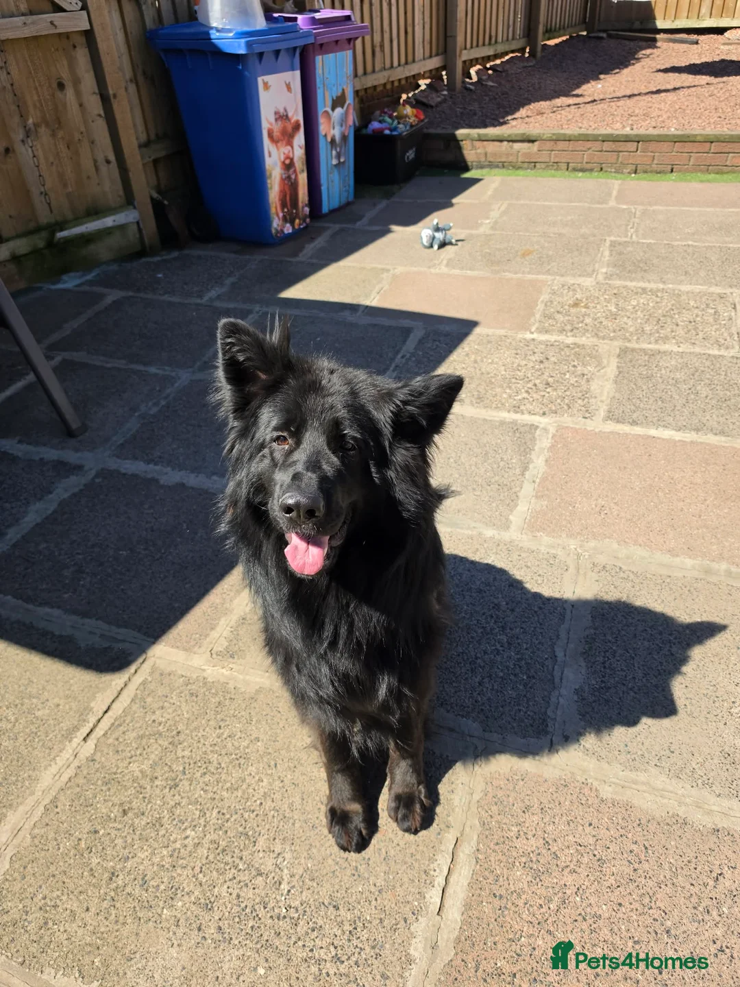 German Shepherd dogs for sale: Beautiful long haired german shepherd for sale - Advert 4