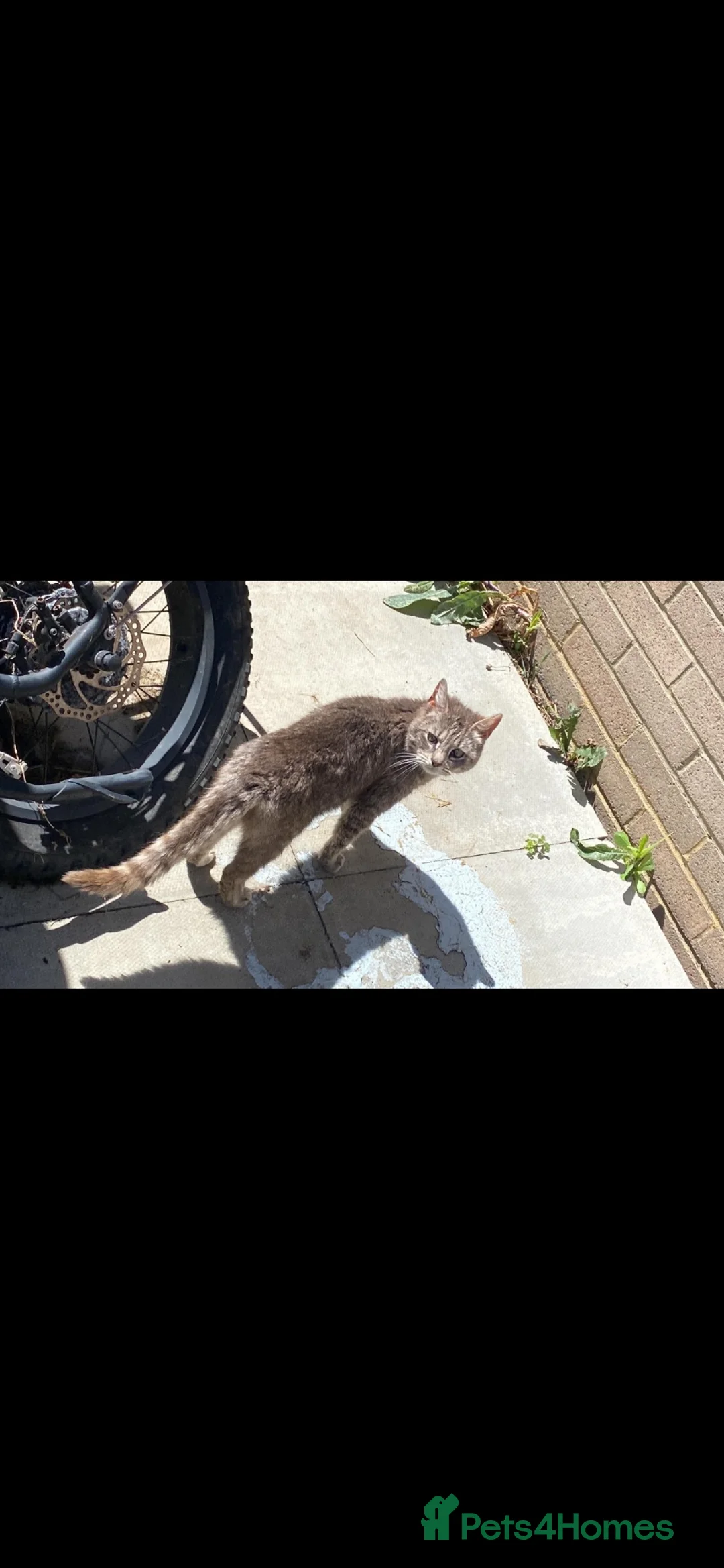 Mixed Breed cats for sale: Tabby cats - Advert 11
