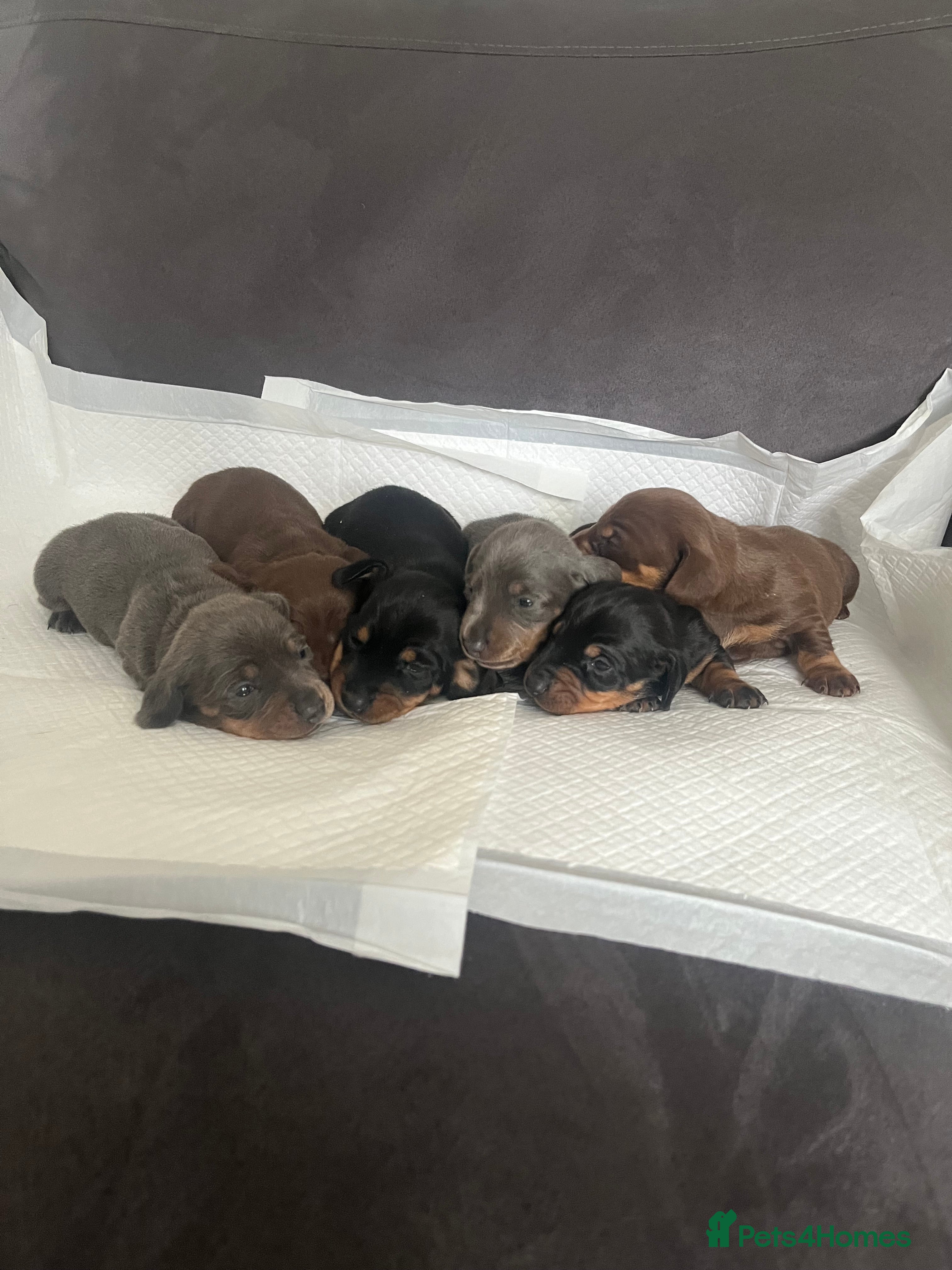 Miniature Dachshund dogs Gorgeous litter of mini dachshund puppies❤️ - Advert 8