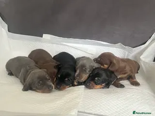 Miniature Dachshund dogs Gorgeous litter of mini dachshund puppies❤️ - Advert 8