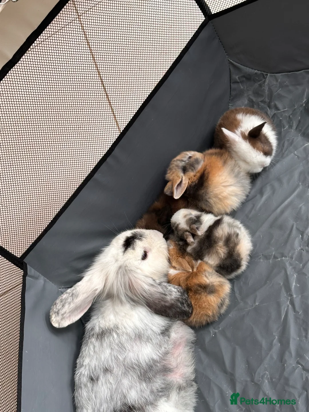 Mini Lop rabbits for sale: Baby bunnies for sale in Wolverhampton - Advert 1