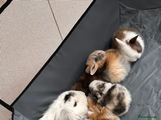 Mini Lop rabbits Baby bunnies for sale - Advert 4