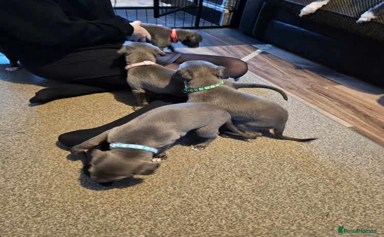 Whippet dogs - Advert 14