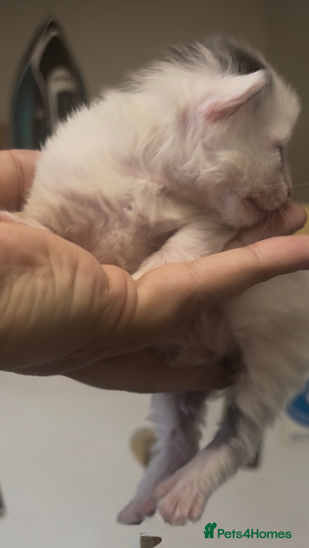 Mixed Breed cats for sale: Beautiful Kittens For Sale  - Advert 15