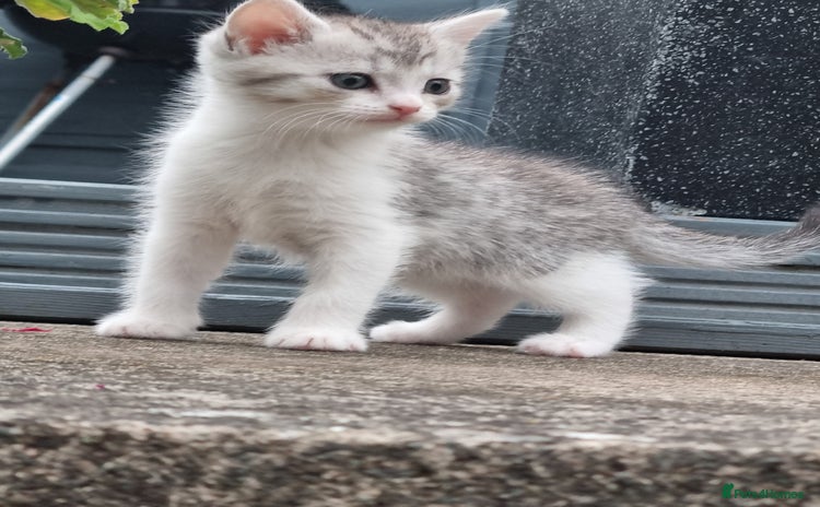 American Shorthair cats - Advert 1