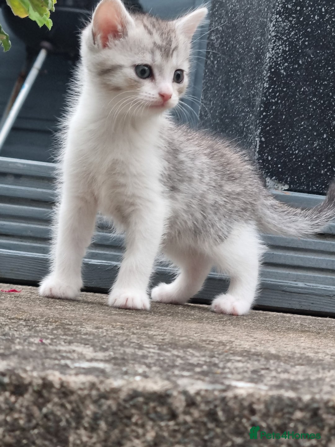 American Shorthair cats for sale: Gorgeous girl!!!🥰 - Image 1