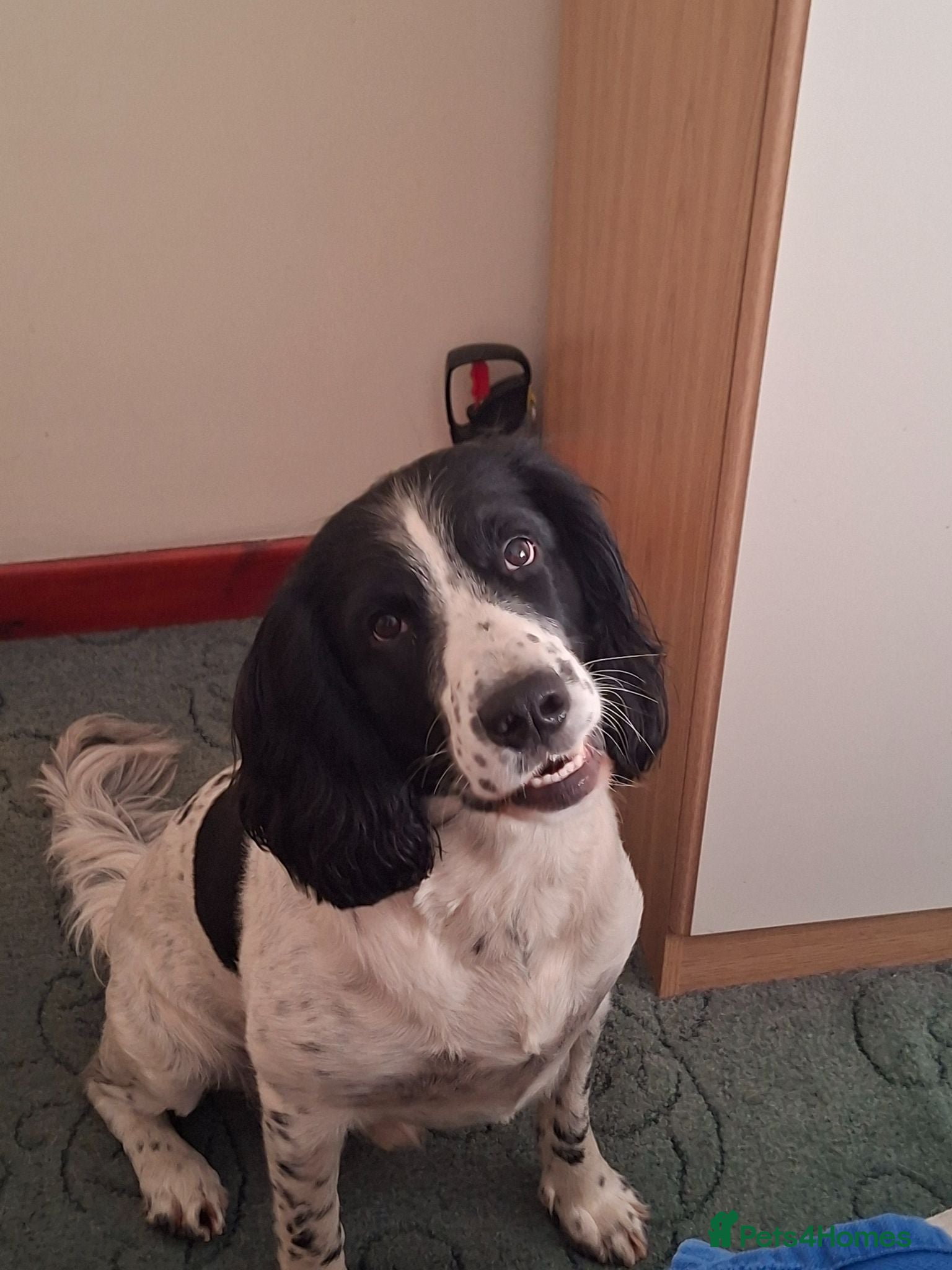 English Springer Spaniel dogs Beautiful Proven Springer Spaniel for stud. - Advert 9