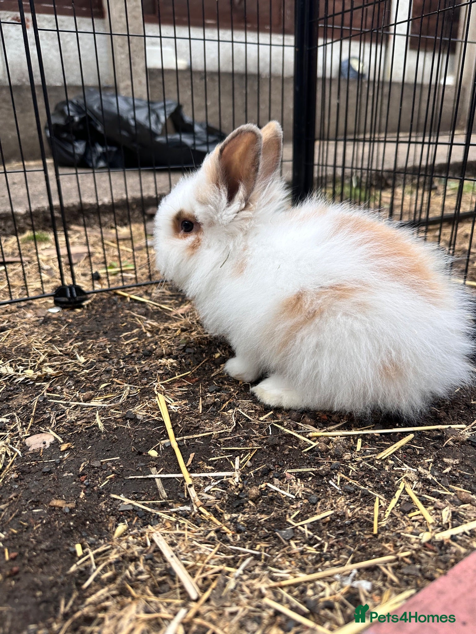 Lionhead rabbits 8-Week-Old Lionhead Rabbits – 2 Boys & 2 Girls - Advert 2